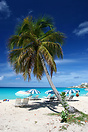Palm tree, warm water, Relaxing Beach Scene