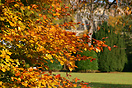 Autumn Tree Leaves in Mid October, Edinburgh