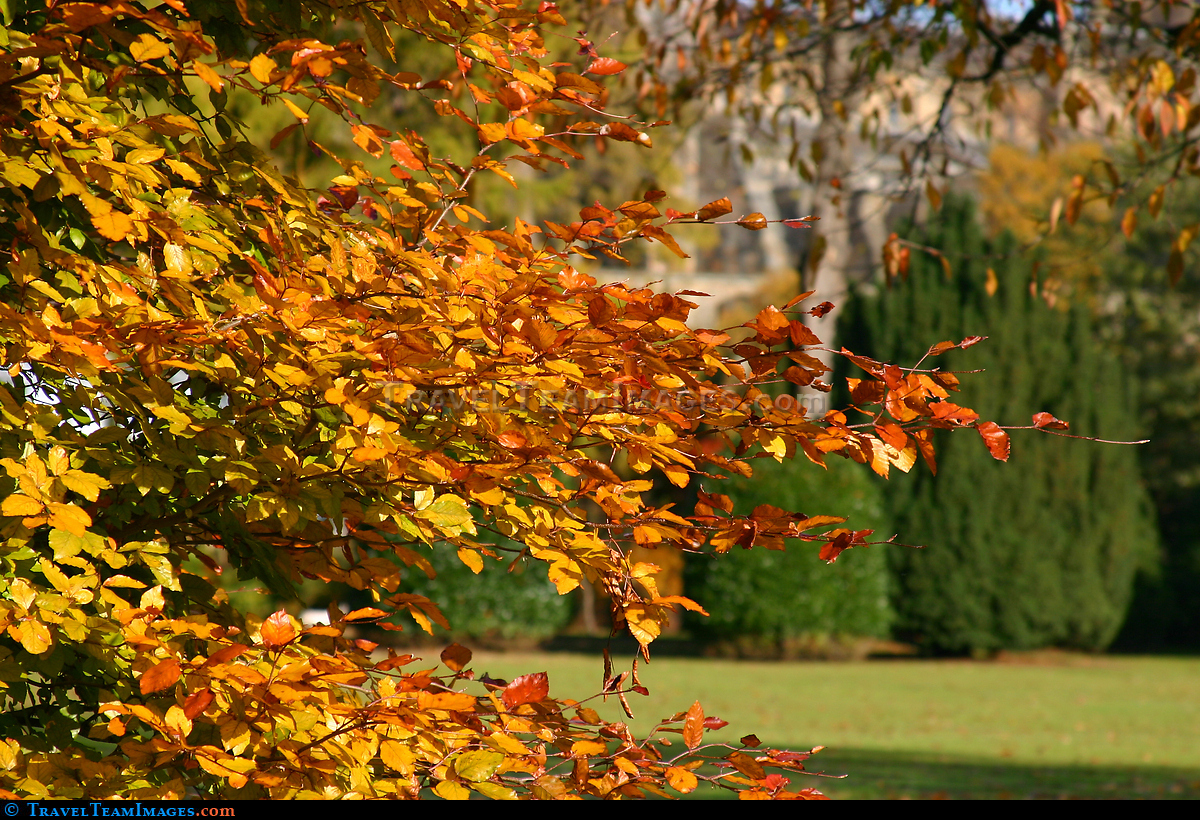 Autumn Tree, Edinburgh