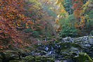 Salmon Leap during a dry Autumn Time