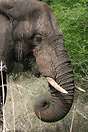 A lone elephant feeding in Kruger National Park