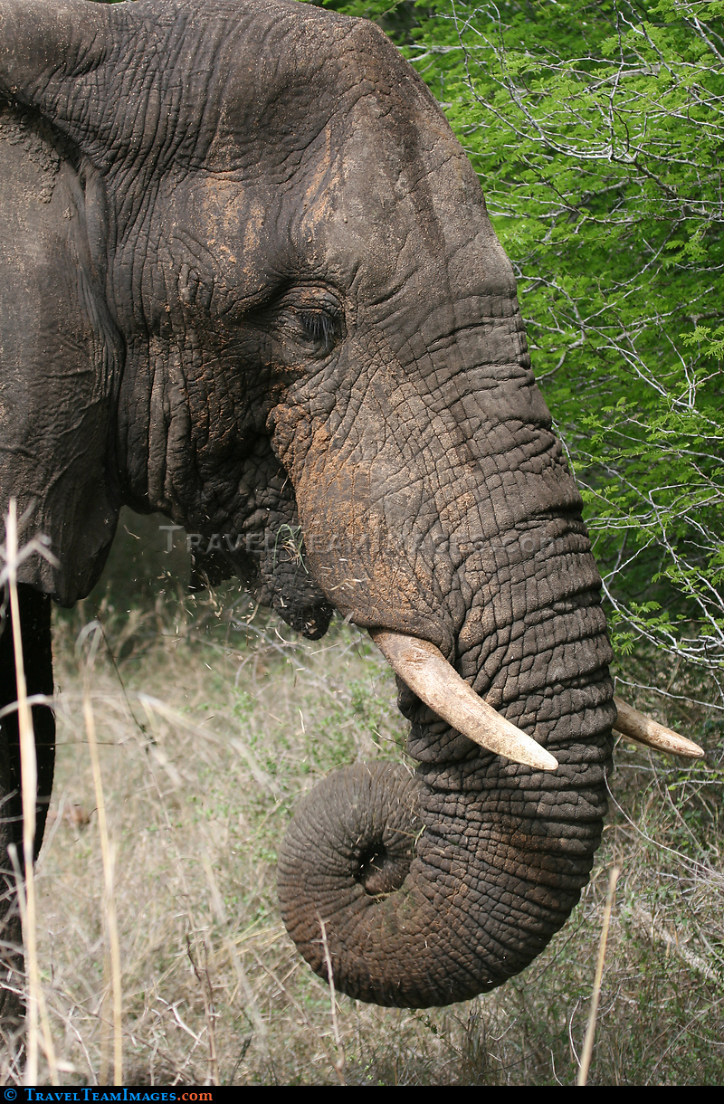 Elephant Kruger National Park