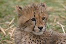 A cheetah cub in the Cheetah Outreach Centre, in the winelands of the ...