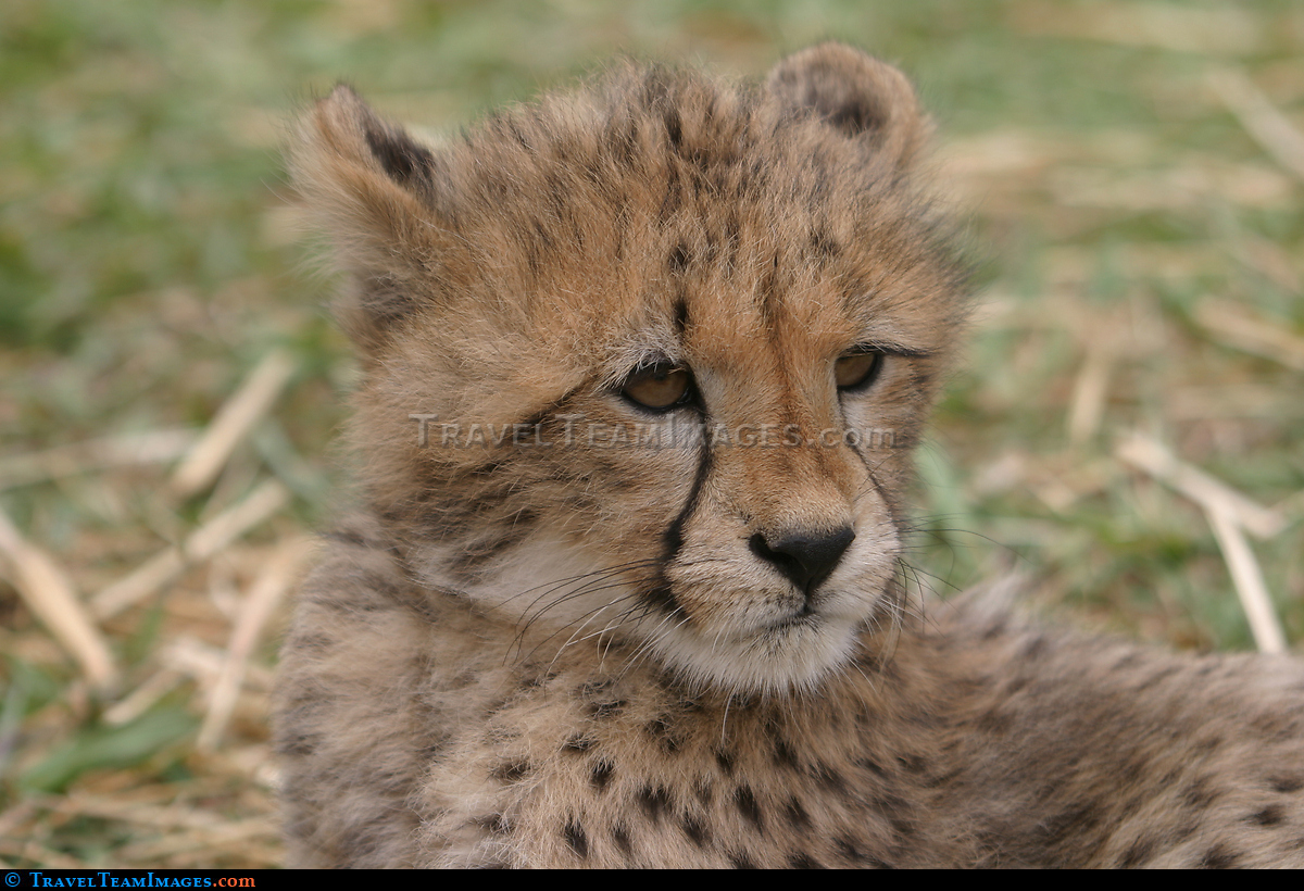Cheetah cub, Stellenbosch