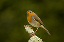 Robin (erithacus rubecula)