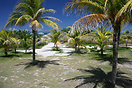 The green palmtree strip at the Caribbean sea.
