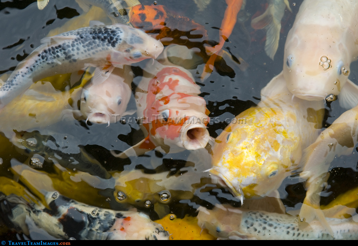 A Koi saying hello...