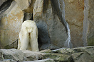 A polar bear at Berlin Zoo, with his rear end showing out of a cave. A...