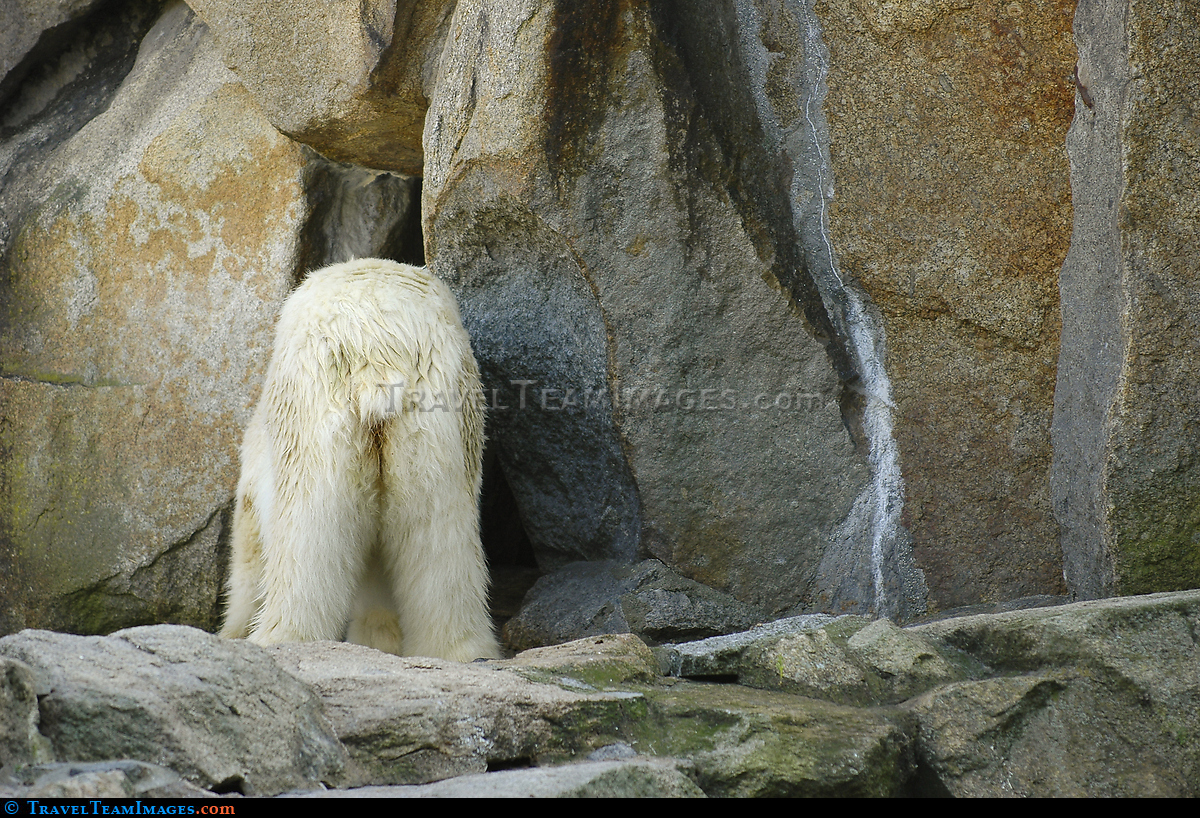 Hiding Polar Bear