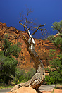 This dead tree is typical of some of the views in the park. The Scenic...