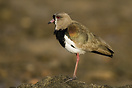 Southern Lapwing (Vanellus Chilensis) Typical of Uruguay and Argentina...