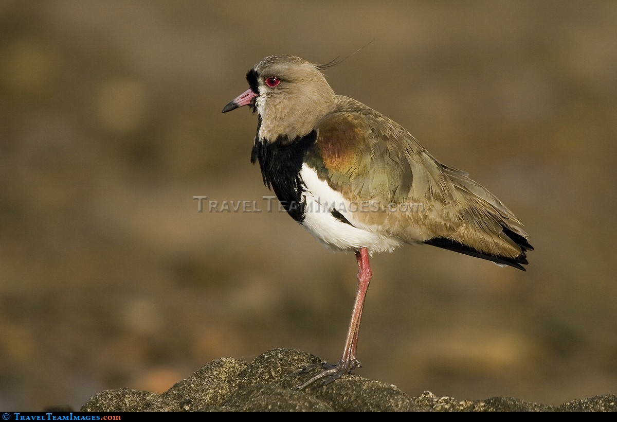 Southern Lapwing, Uruguay
