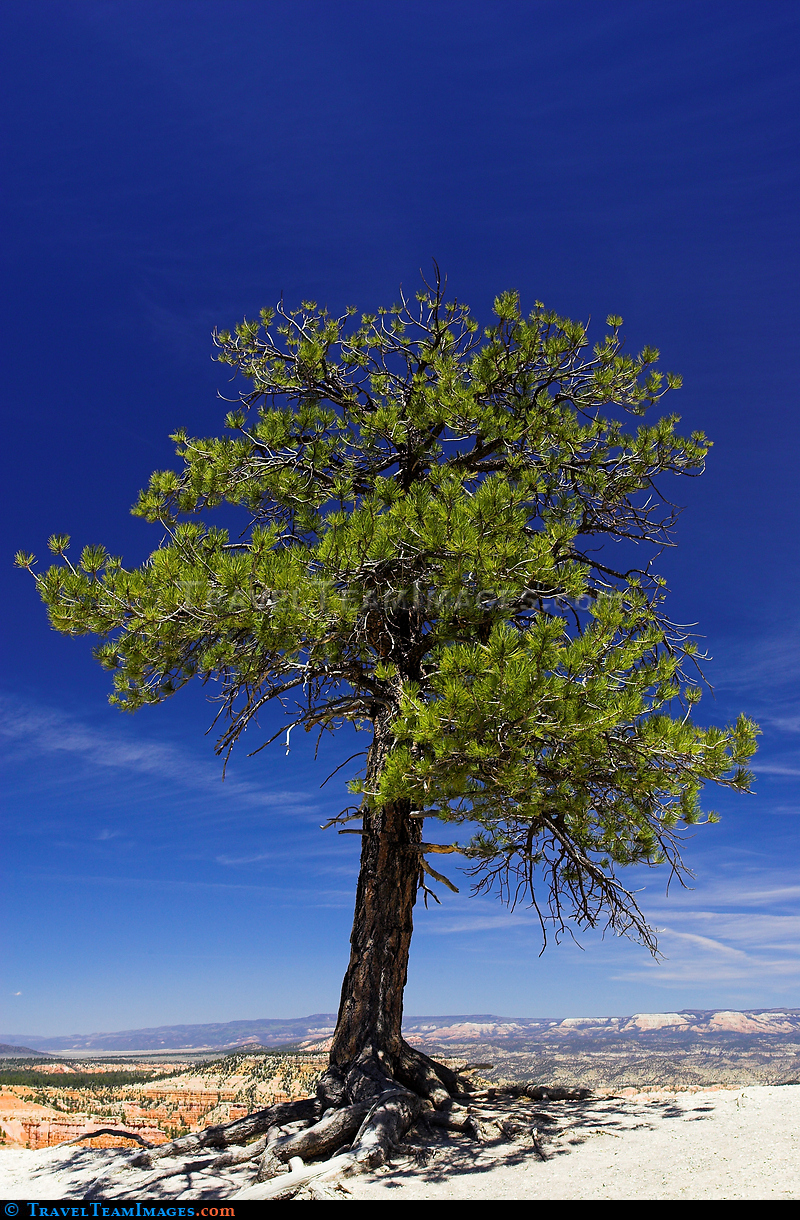 Tree, Bryce Canyon