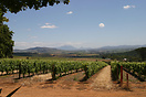 The vineyards at Stellenbosch with Table Mountain in the distance