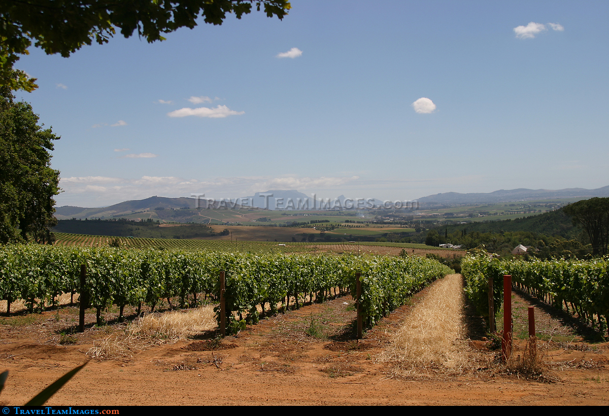 Vineyards at Stellenbosch