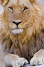 Large maned lion. Khwai River, Botswana