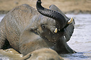 Elephant enjoying the thrill of playing in the water.