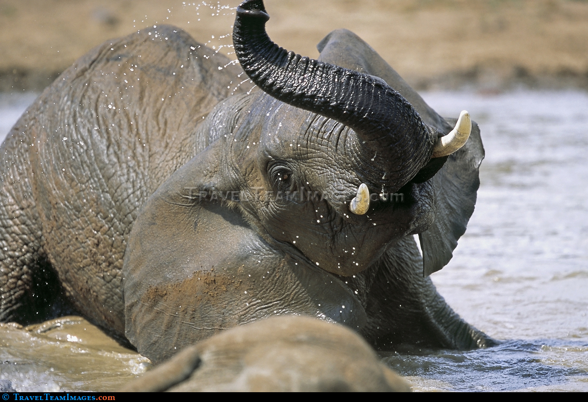 Elephant Swim