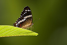 Butterfly posing on a leaf in Torutguero National Park, Costa Rica