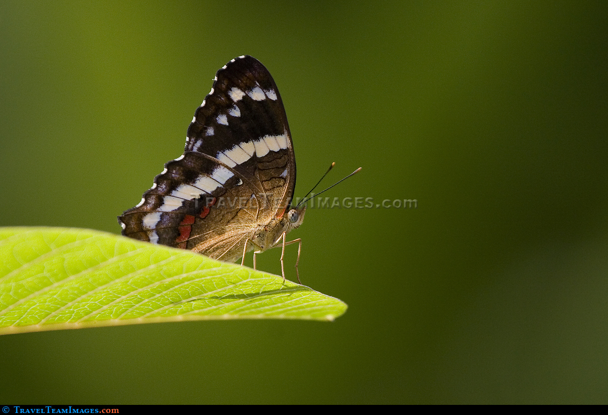 Butterfly, Costa Rica