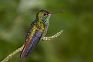 Rufous-tailed hummingbird (Amazilia Tzacatl) in Monteverde National Pa...
