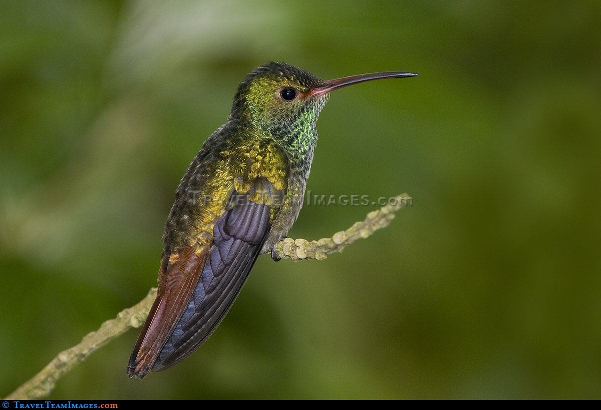 Hummingbird, Costa Rica