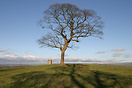 A solitary tree in Lyme Park, Cheshire with Lyme Cage visible behind A solitary tree in Lyme Park, Cheshire with Lyme Cage visible behind