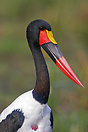 Saddlebilled stork. Khwai River, Botswana.