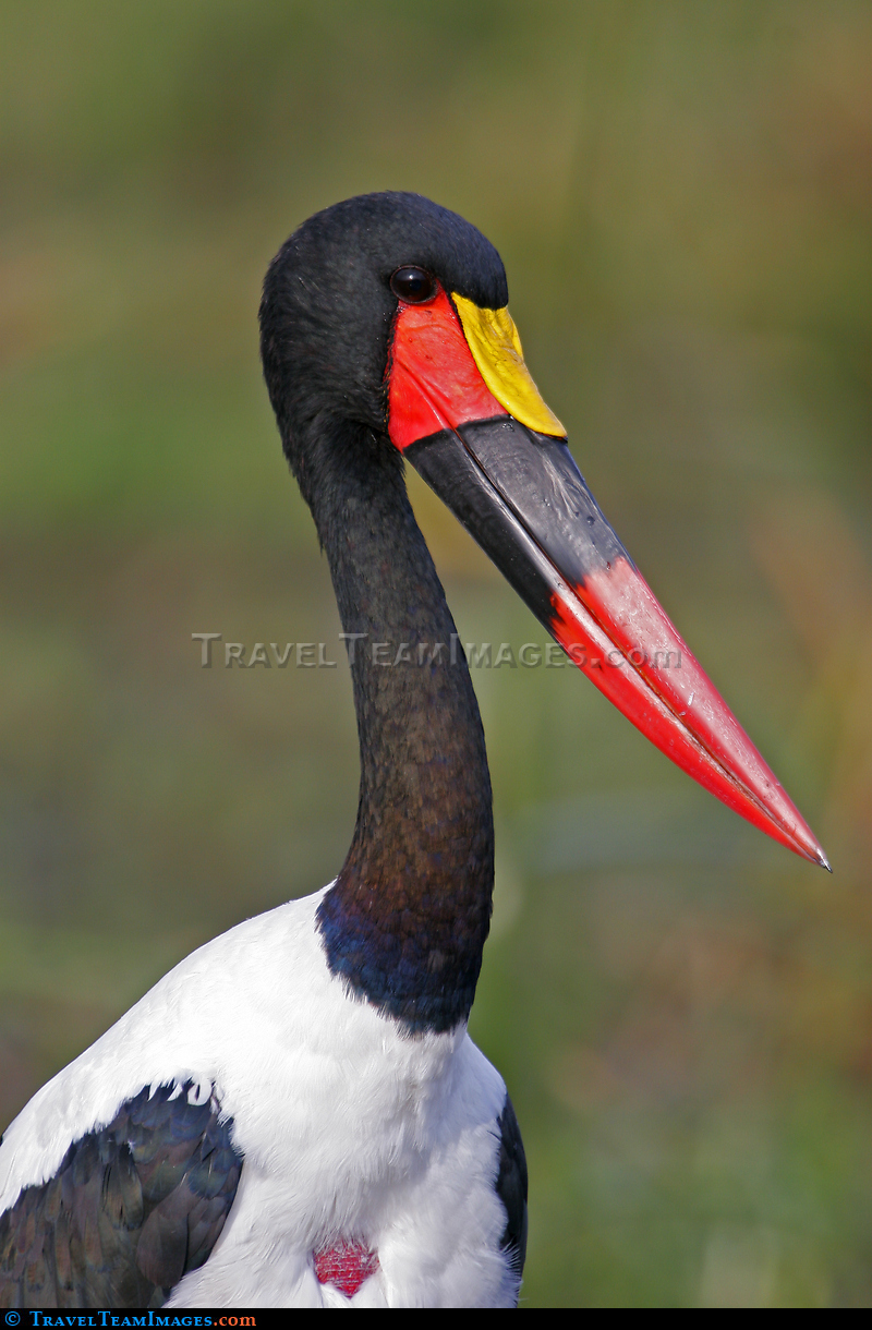 Saddlebilled Stork