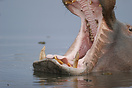 A dominant bull hippo with mouth agape in a show of dominance.
