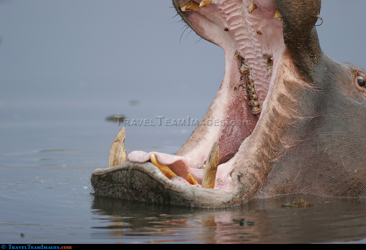 Hippopotamus