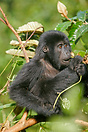 A young mountain Gorilla feeding. Bwindi Impenetrable Forest, Uganda.