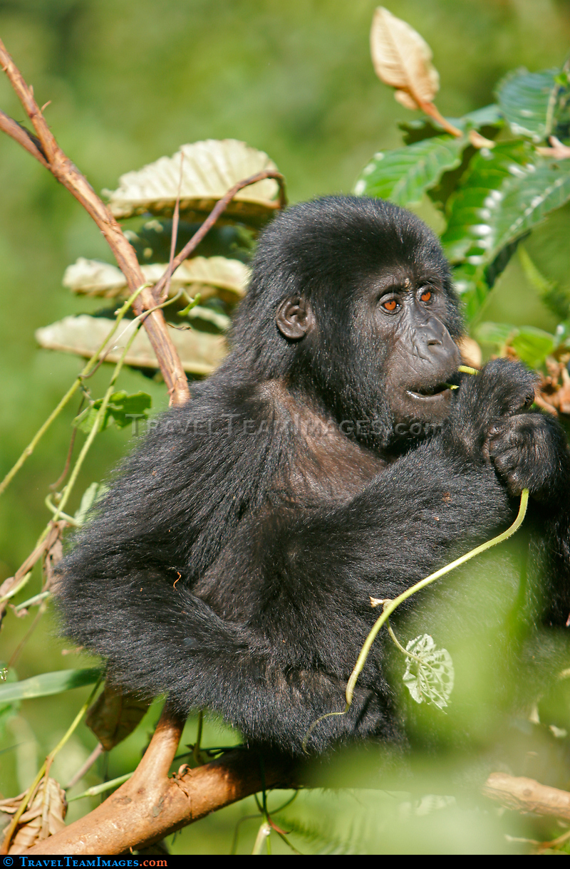 Mountain Gorilla