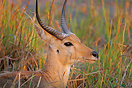 Male reedbuck resting in the reeds at sunset.  Moremi Game Reserve, Bo...