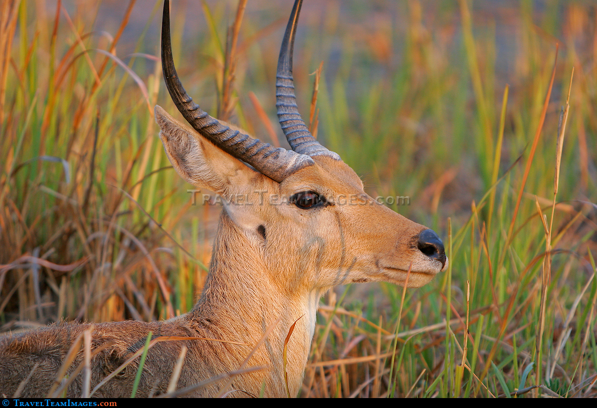 Reedbuck, Botswana