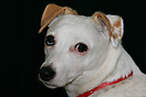 A five year old white and brown Jack Russell terrier dog.