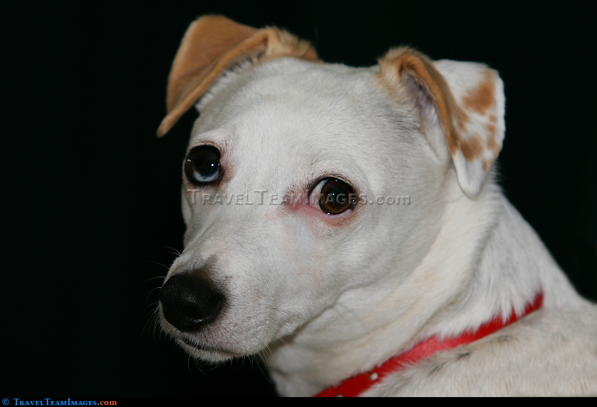 Five year old Jack Russell Ter