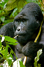 A mountain gorilla sleeping. Bwindi Impenetrable National Park, Uganda