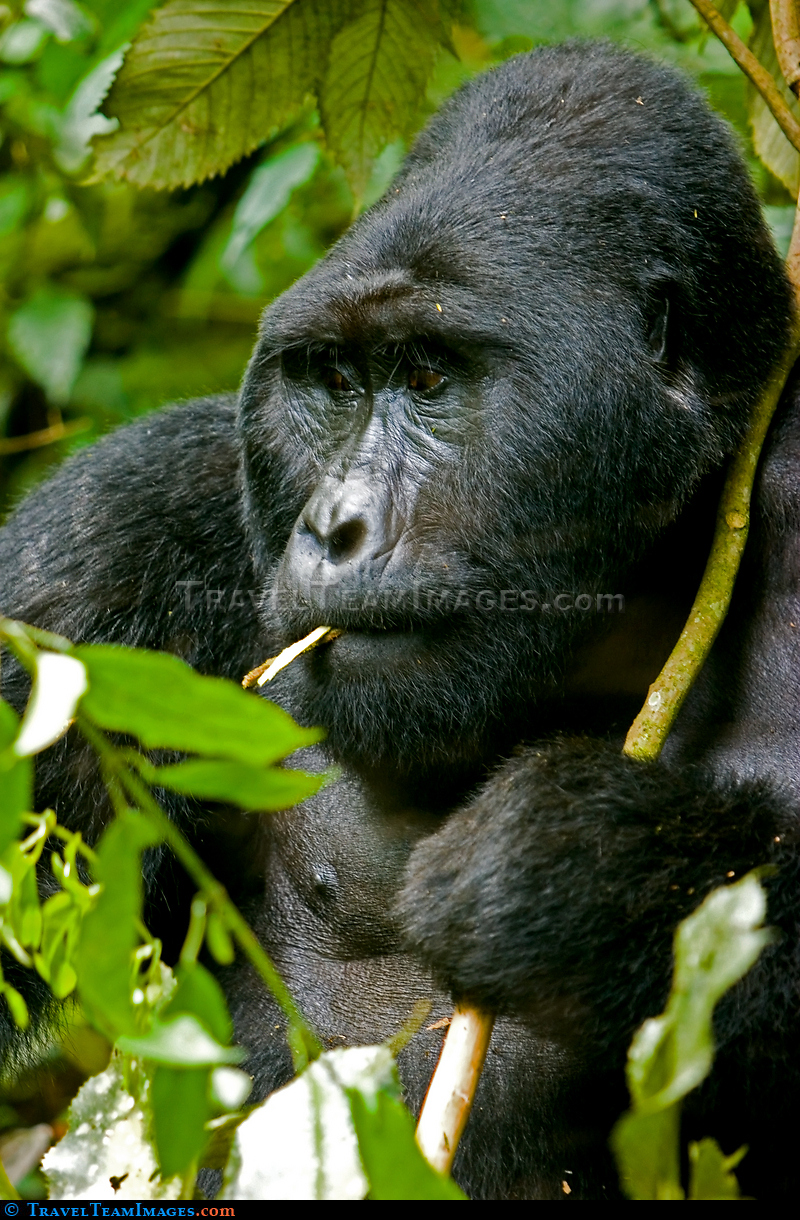 Mountain Gorilla
