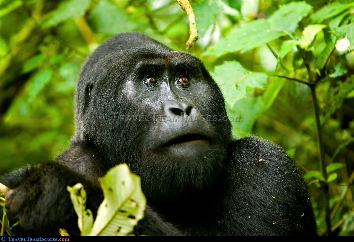 Mountain Gorilla