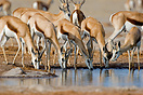 Springbok drinking from the waterhole at Nxai Pan, Botswana