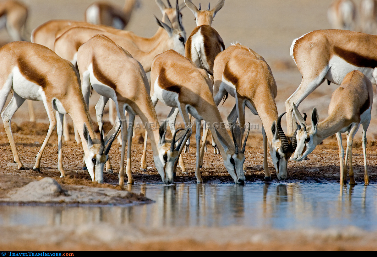 Springbok