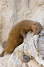 A slender mongoose rests it's head on the side of a termite mound. Khw...