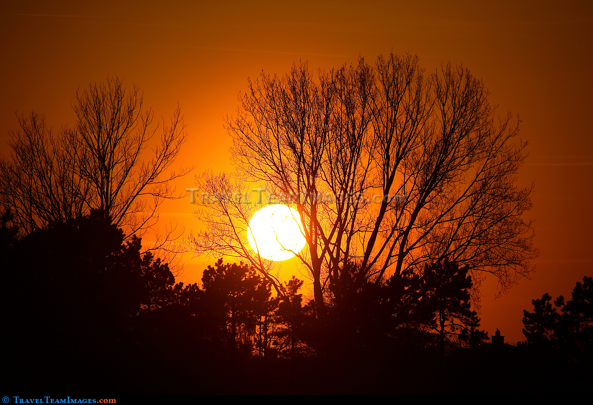 Sunset Trees