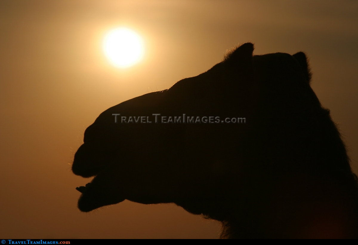 Camel at sunset