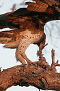 Martial Eagle on a kill.  Moremi Game Reserve, Botswana.