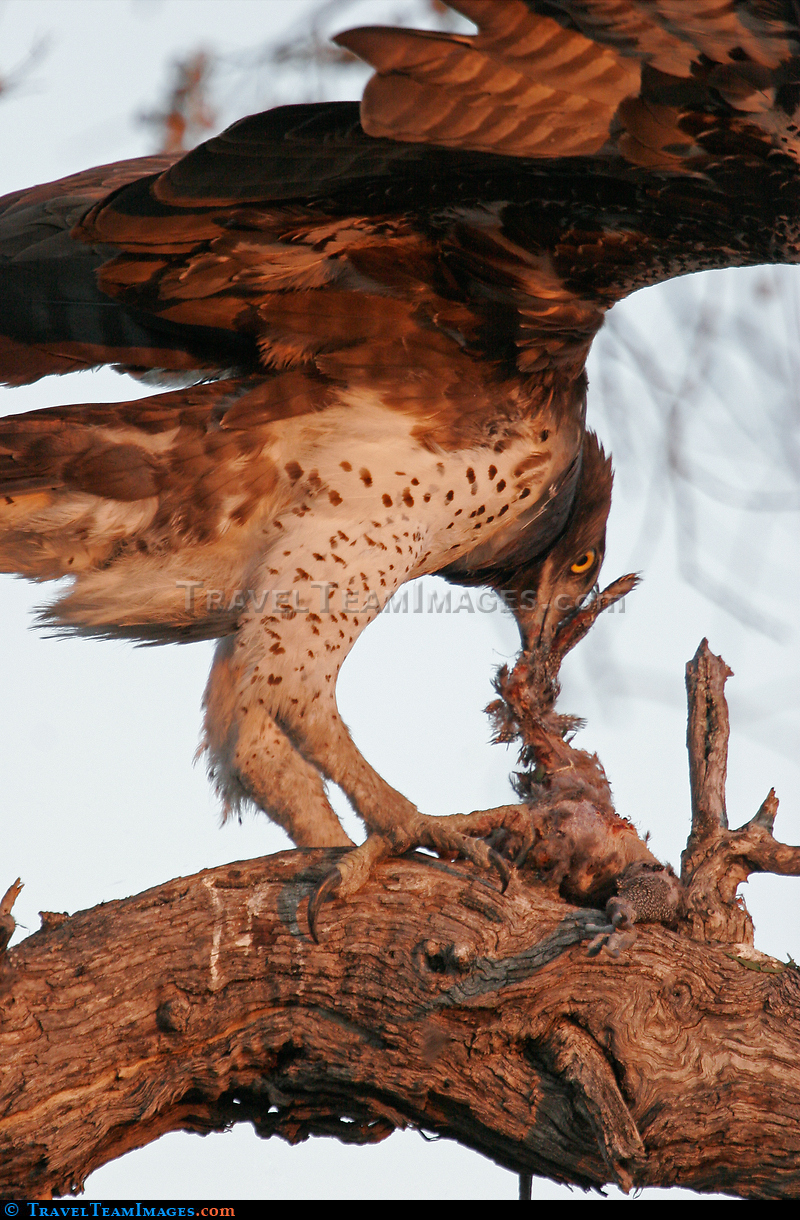 Martial Eagle