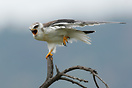 Black winged kite perched on a tree branch.  Pilanesberg National Park...
