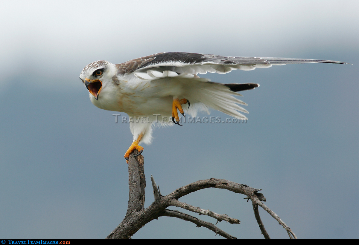 Black Winged Kite