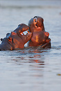 Young hippo's in a playful mood. Moremi Game Reserve, Botswana.
